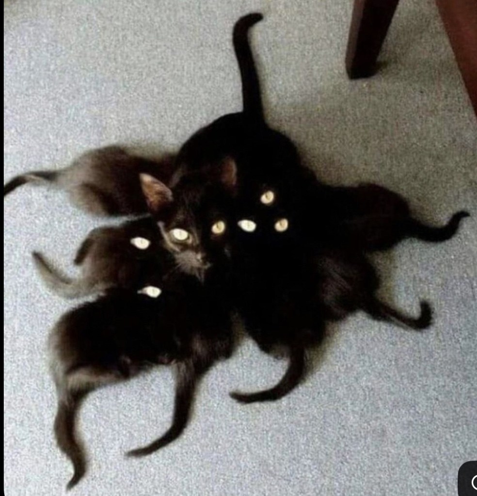 cute cats in a huddle